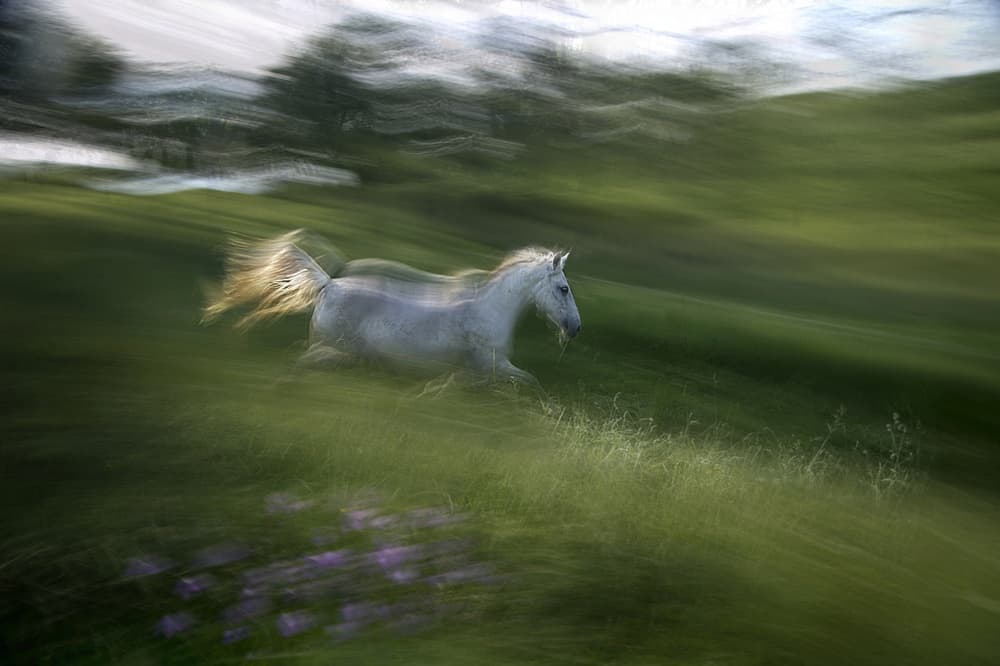 White Horse Gallop Blur by Milan Malovrh — canvas wall art
