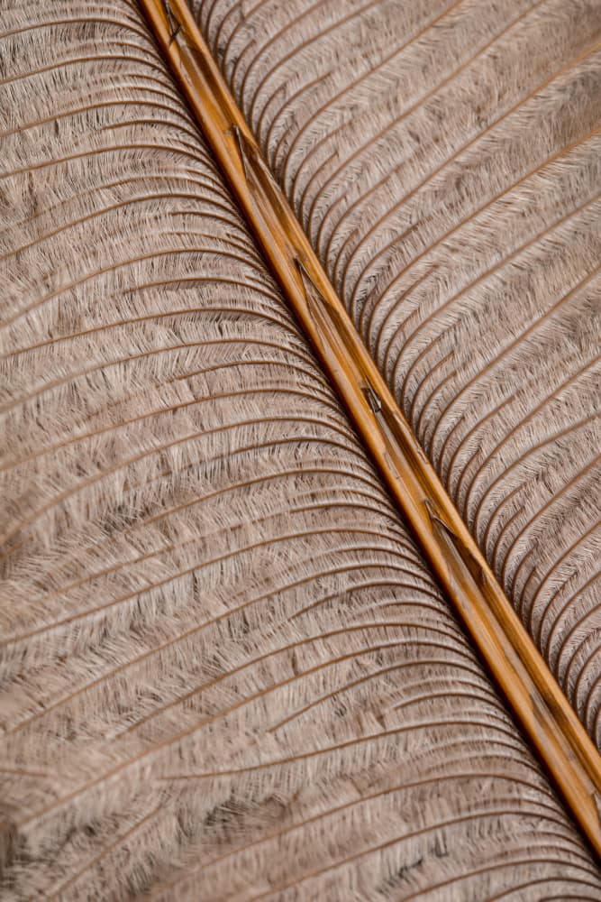 Delicate Feather Texture by Pictufy Studio III — canvas wall art