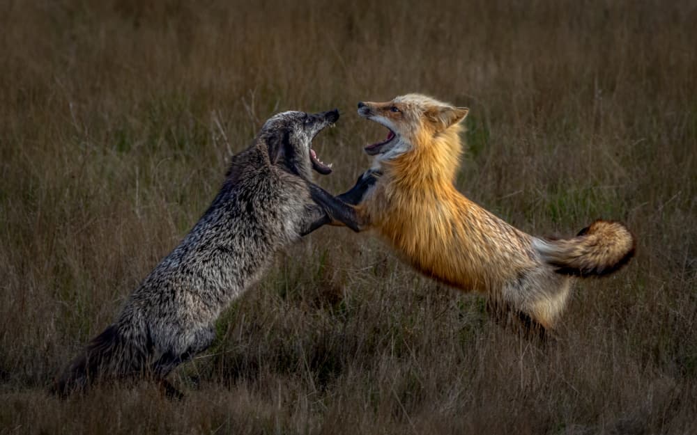 Wild Fox Confrontation by John J. Chen — canvas wall art