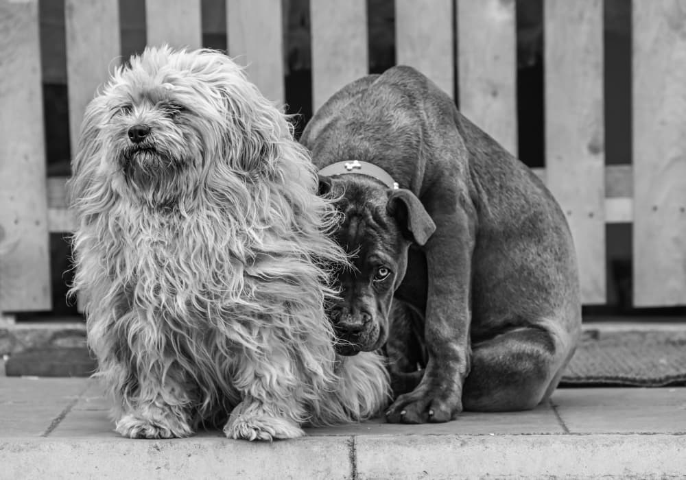 Shy Puppy Friends by Oana Vasileniuc — canvas wall art