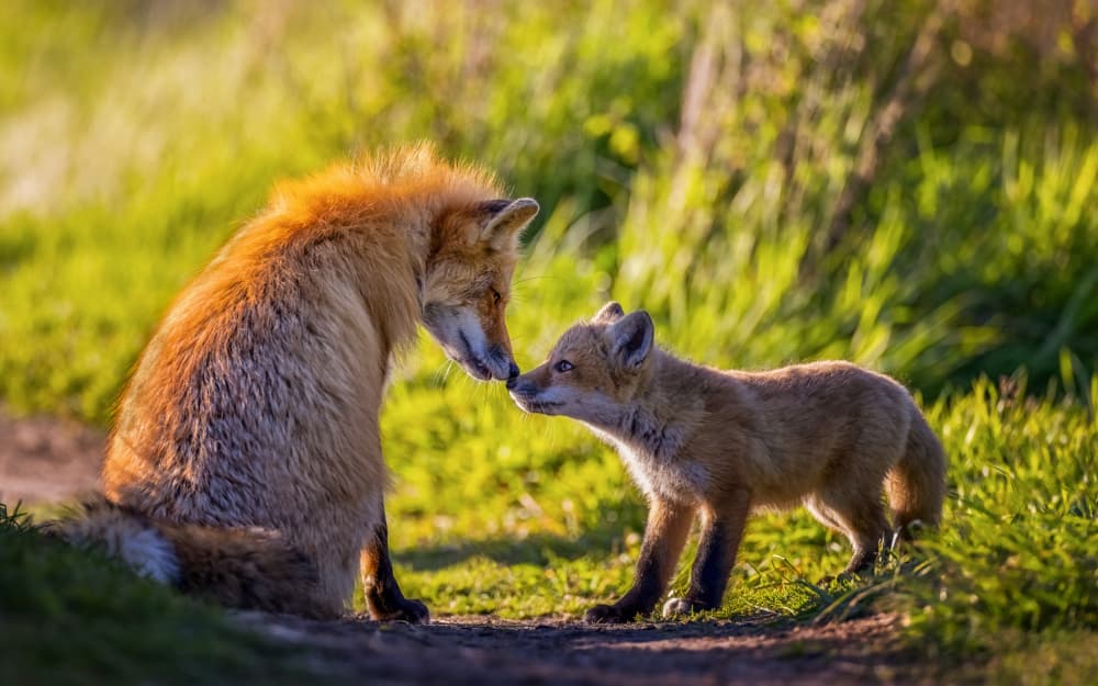 Mother Fox And Cub by Joanna W — canvas wall art