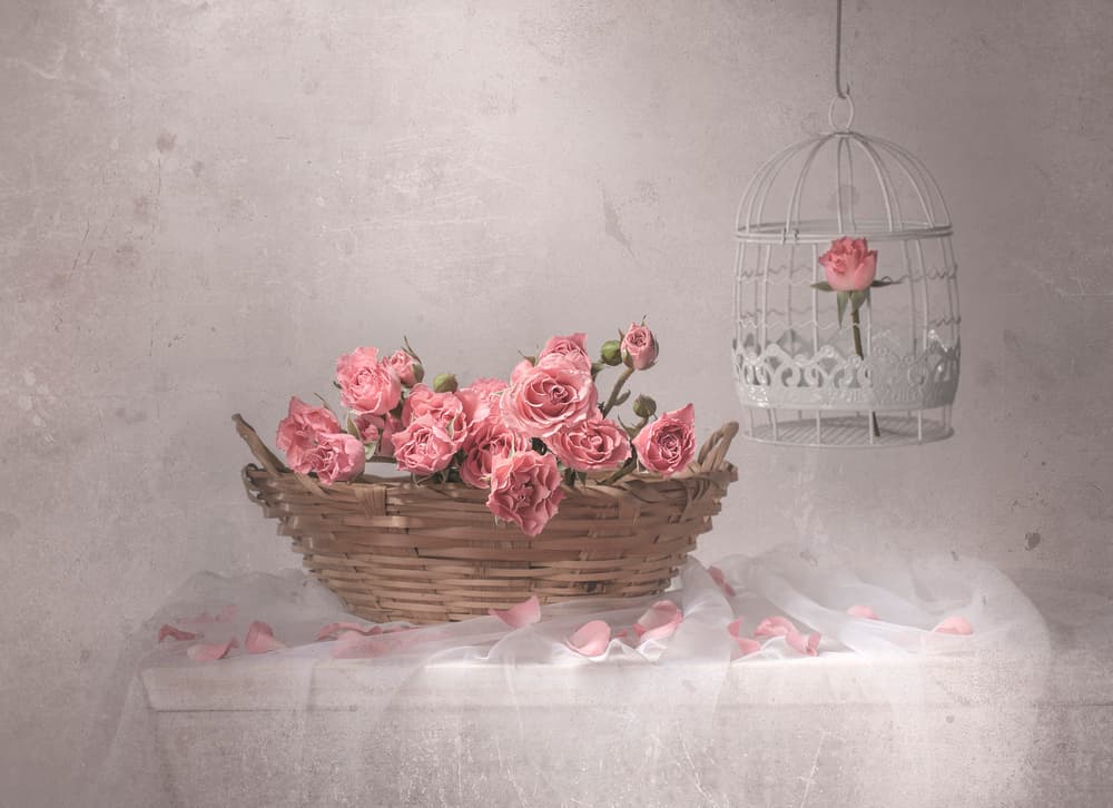 Pink Roses And Birdcage by Margareth Perfoncio — canvas wall art