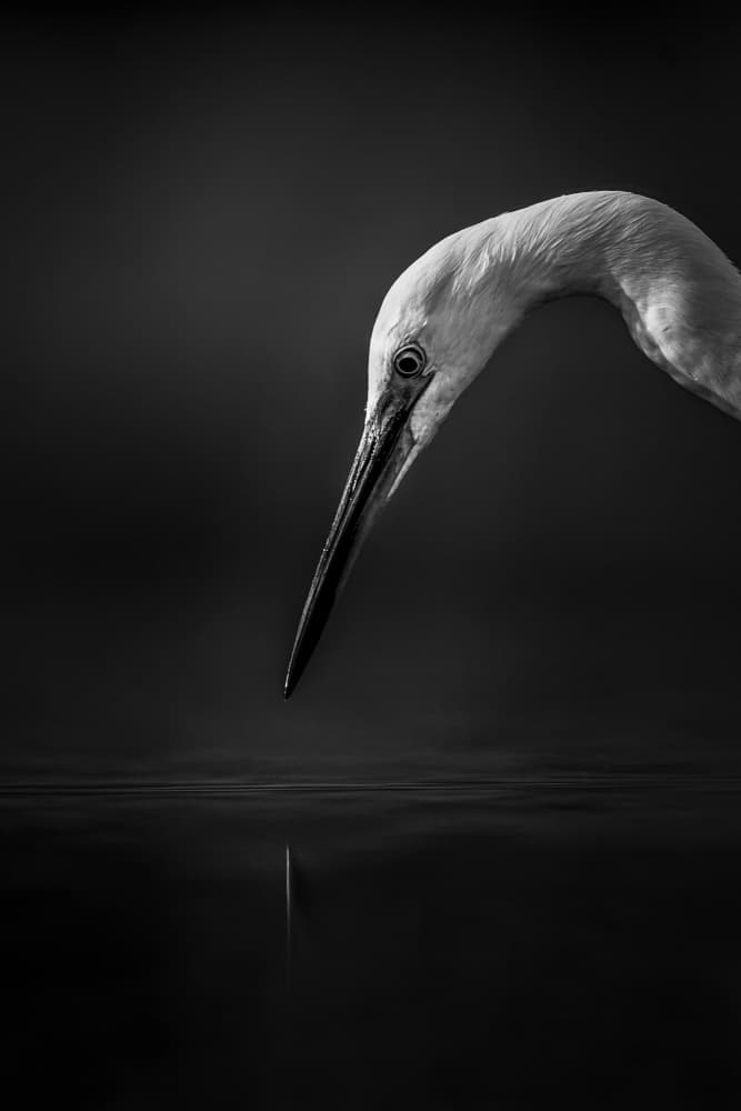 White Egret Reflection by Clint Ralph — canvas wall art