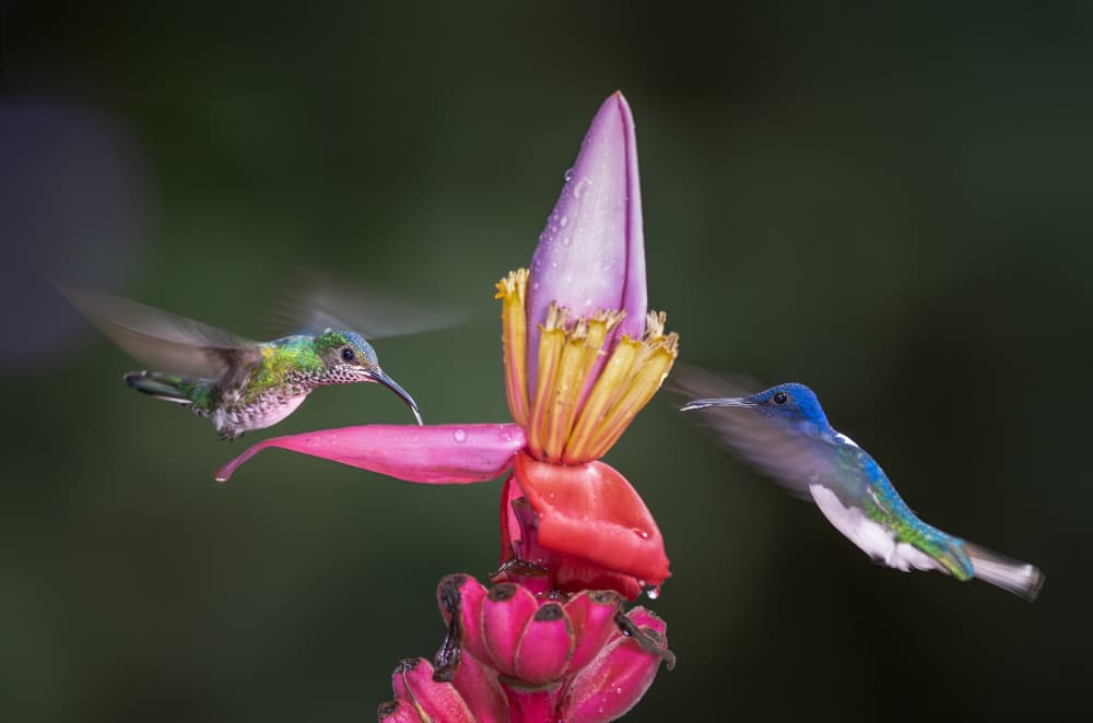 Hummingbirds at Tropical Bloom by Dennis Zhang — canvas wall art