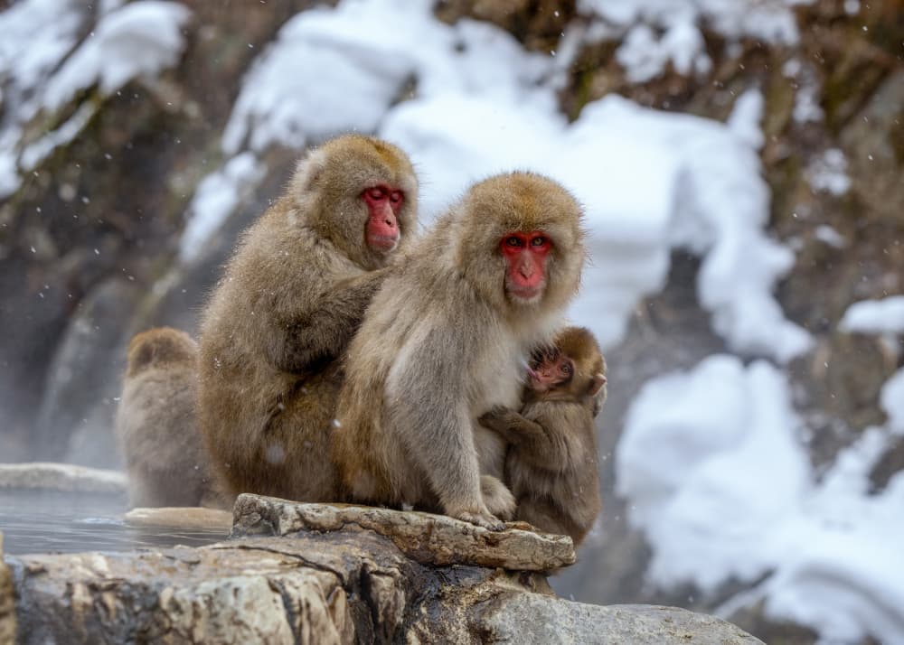 Japanese Snow Monkeys by Joanna W — canvas wall art