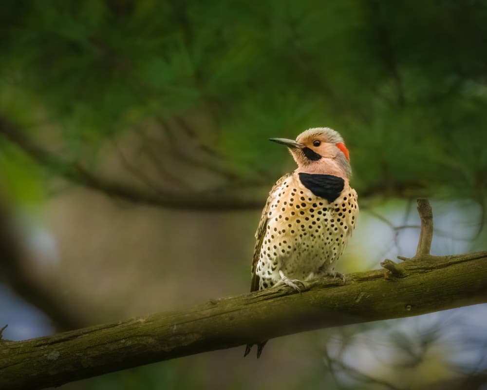 Speckled Forest Flicker by Xiao Cai — canvas wall art