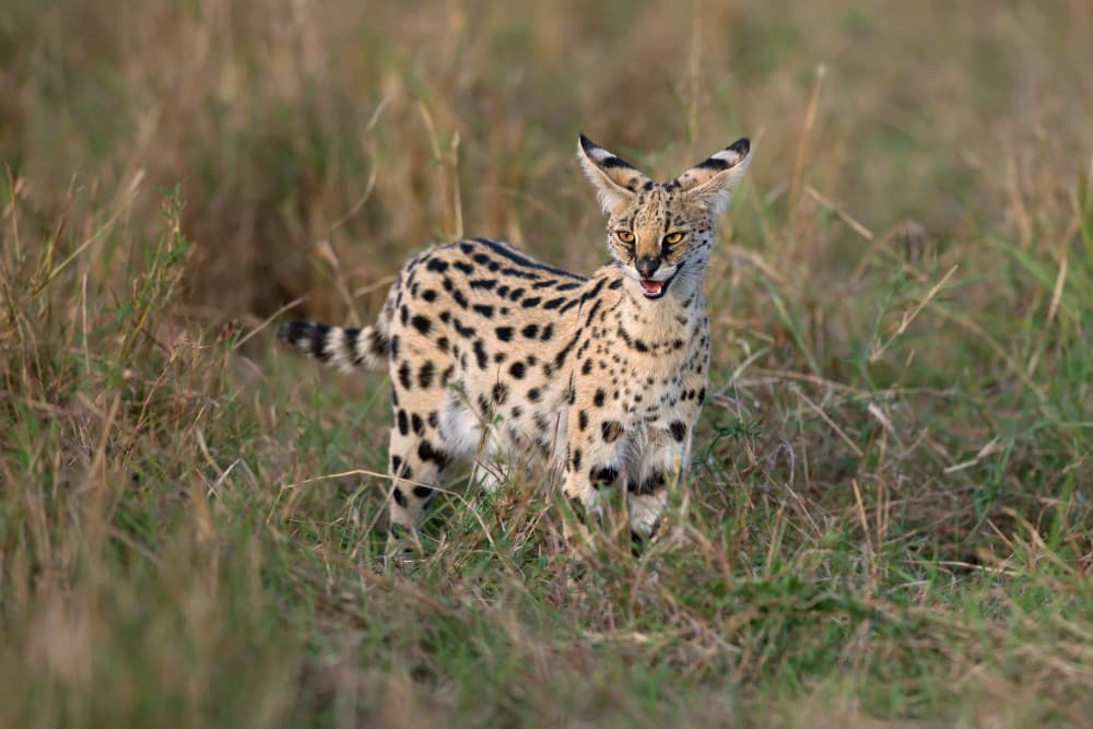 Watchful African Serval by Marco Pozzi — canvas wall art
