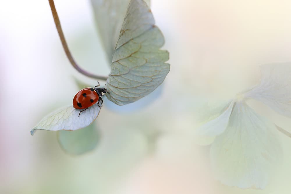 Ladybug on Delicate Leaf by Ellen van Deelen — canvas wall art