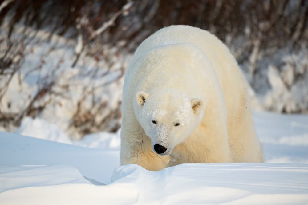 Majestic Polar Bear by Marco Pozzi — canvas wall art