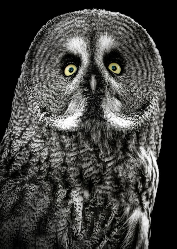 Intense Owl Gaze by Lee Kershaw — canvas wall art
