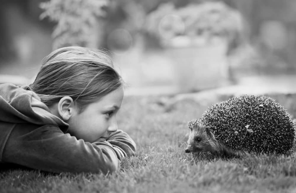 Curious Girl and Hedgehog by Elena Karagyozova — canvas wall art