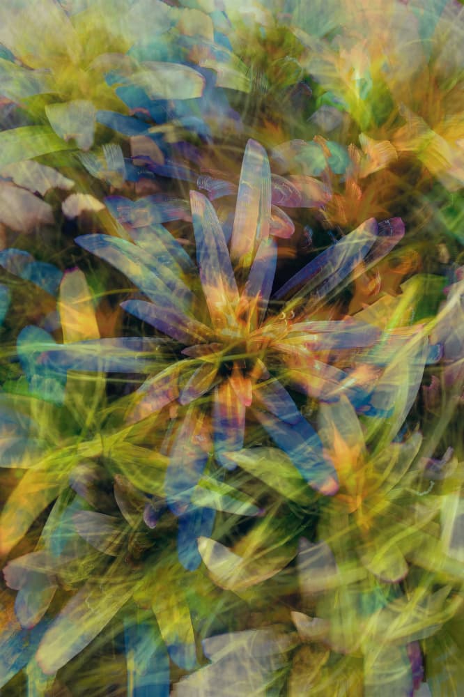 Vibrant Abstract Botanicals by Pelin Atilla — canvas wall art