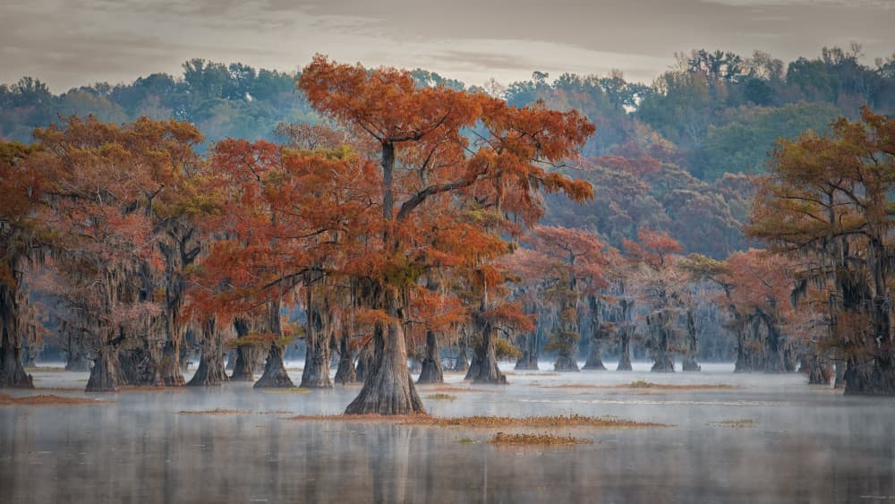 Misty Autumn Cypress by Luigi Ruoppolo — canvas wall art