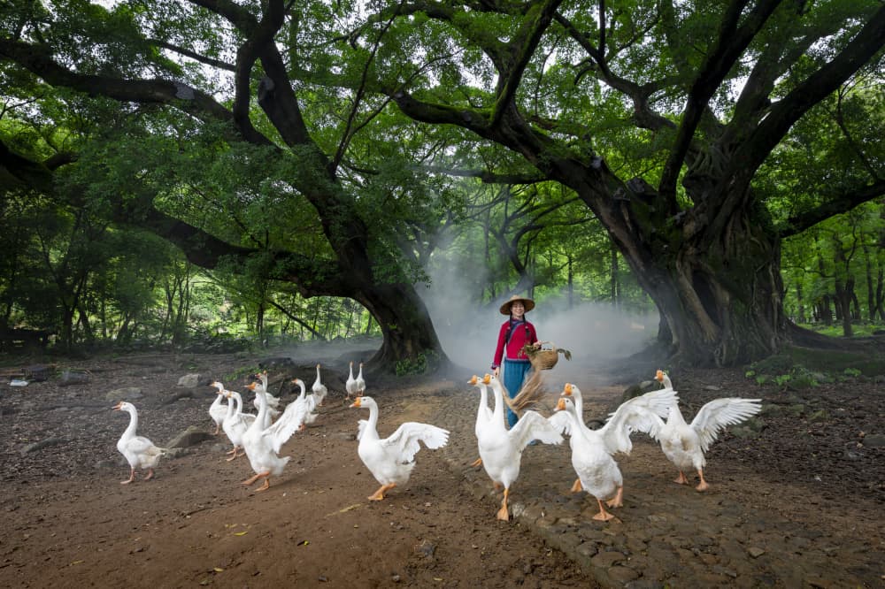 Misty Forest Geese by woo jung choi — canvas wall art