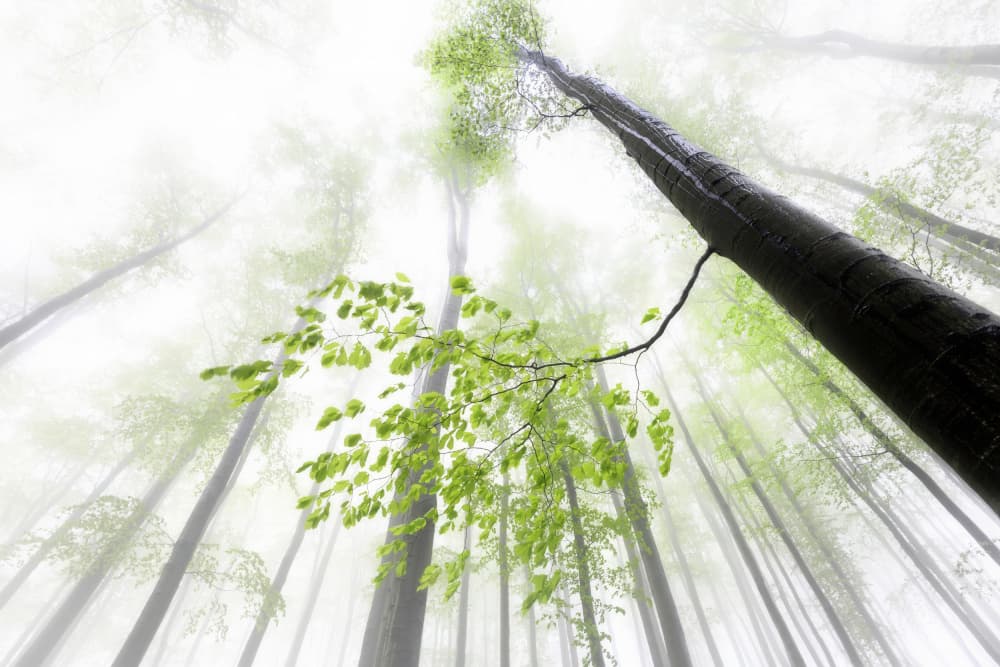 Misty Green Forest Upward by Tom Pavlasek — canvas wall art