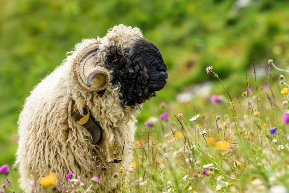 Valais Blacknose Sheep by Dominik Murko — canvas wall art