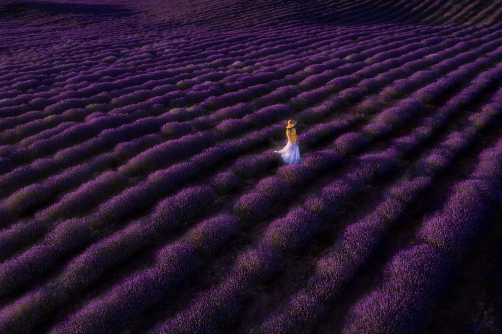 Walking Through Lavender Fields by Bingo Z — canvas wall art