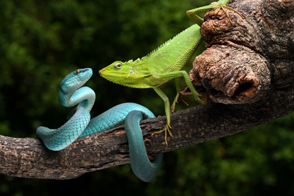 Snake And Lizard Encounter by Ajar Setiadi — canvas wall art