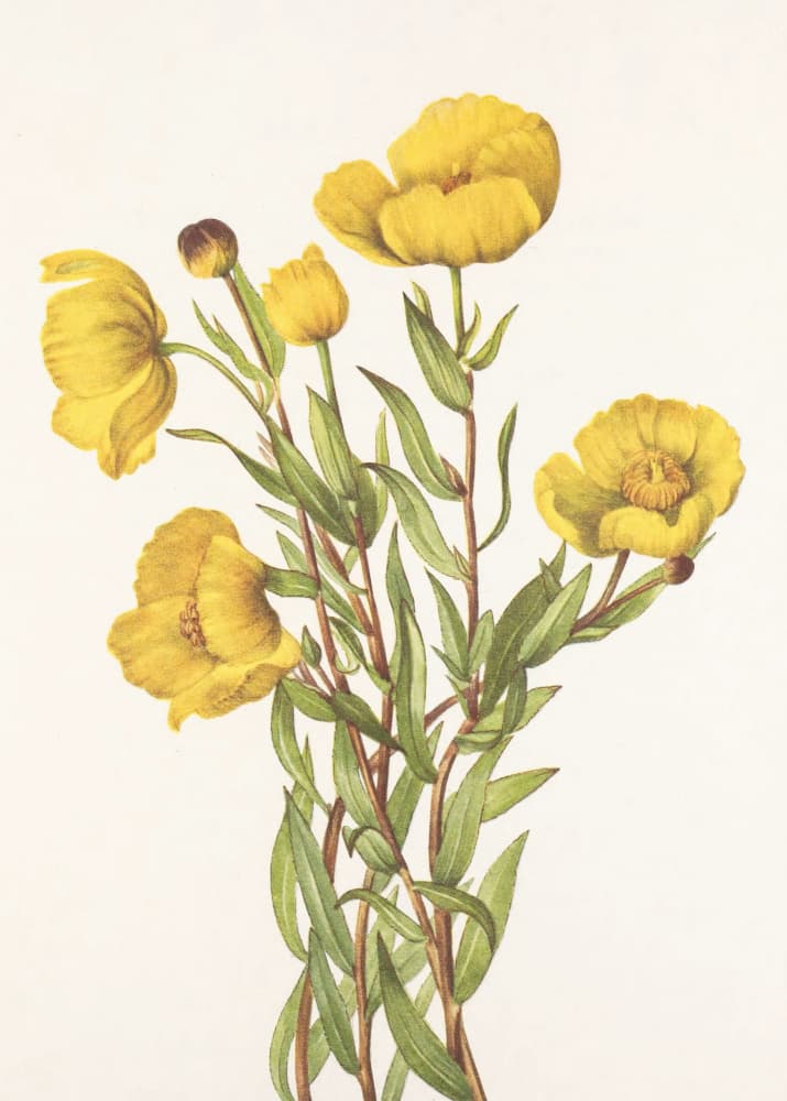 Bushpoppy From North American Wildflowers (1925) By Mary Vaux Walcott by Mary Vaux Walcott — canvas wall art