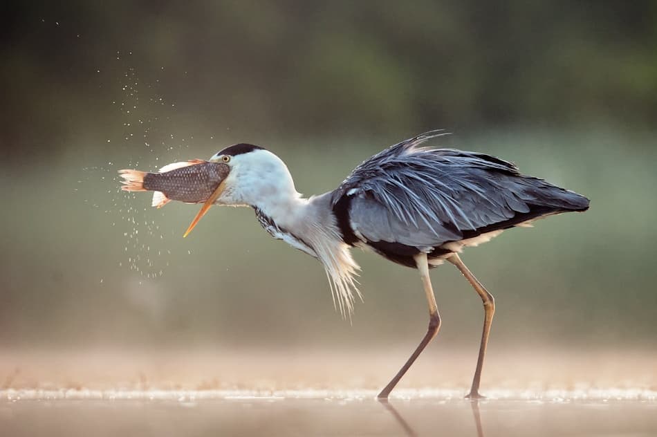 Grey Heron Fishing by Giulio Zanni — canvas wall art