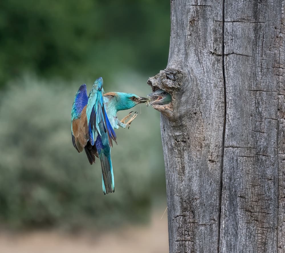 Vibrant Roller Feeding by Larry Deng APA — canvas wall art