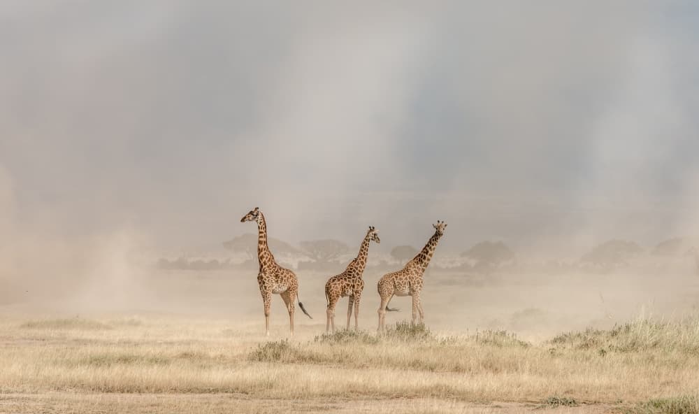 Giraffes in Golden Dust by Jeffrey C. Sink — canvas wall art