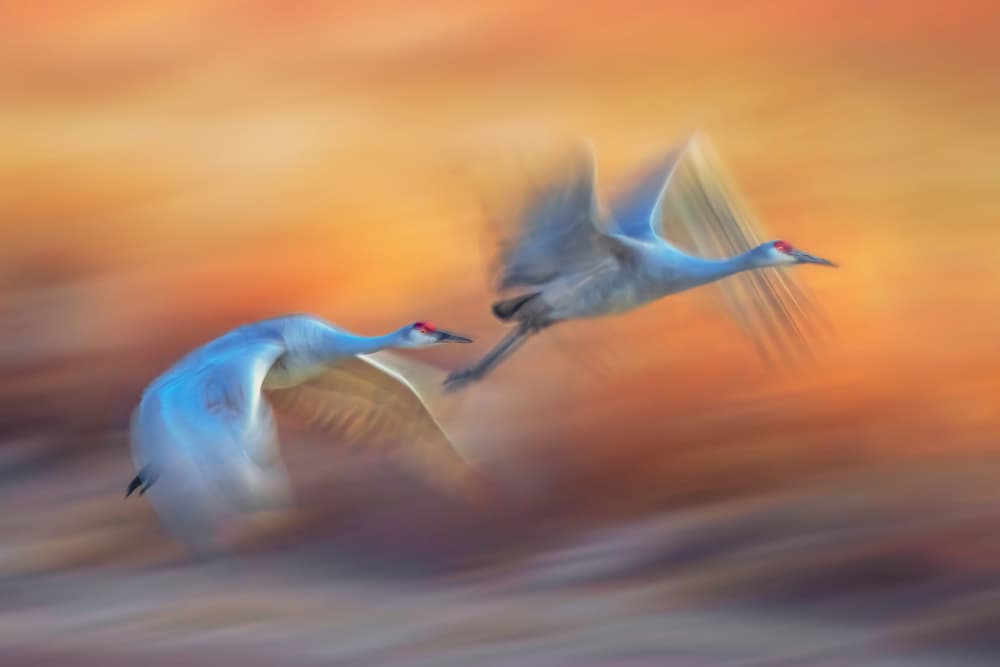 Dynamic Crane Flight by Qing Zhao — canvas wall art