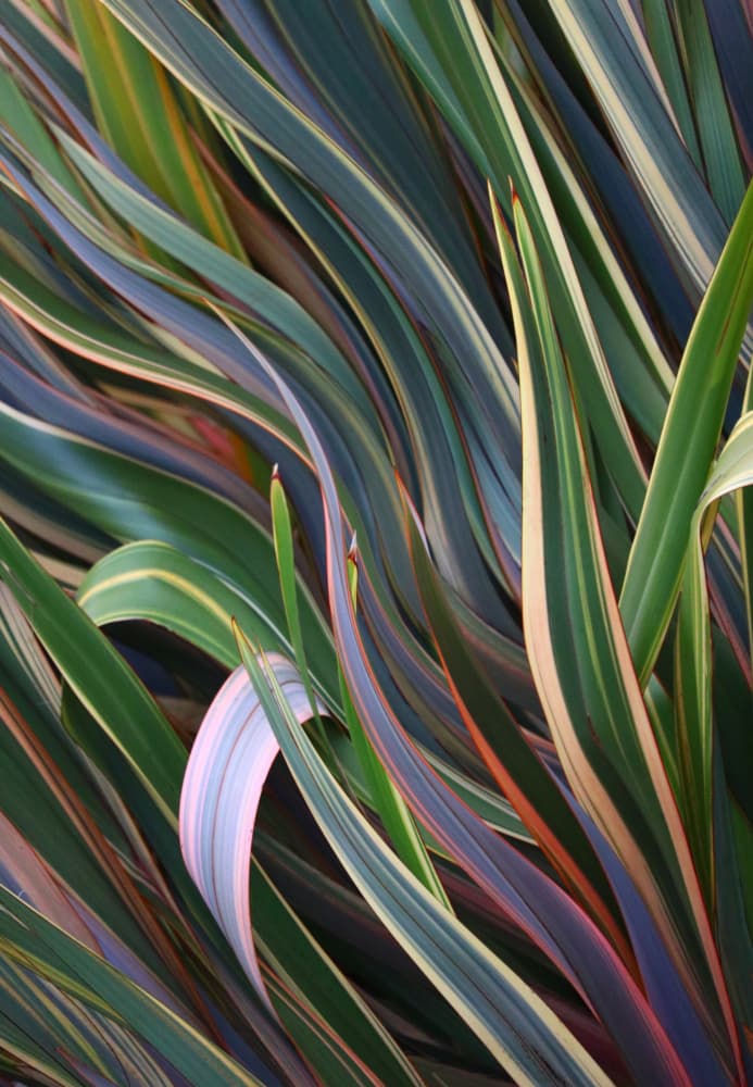 Vibrant Variegated Leaves by Robin Wechsler — canvas wall art