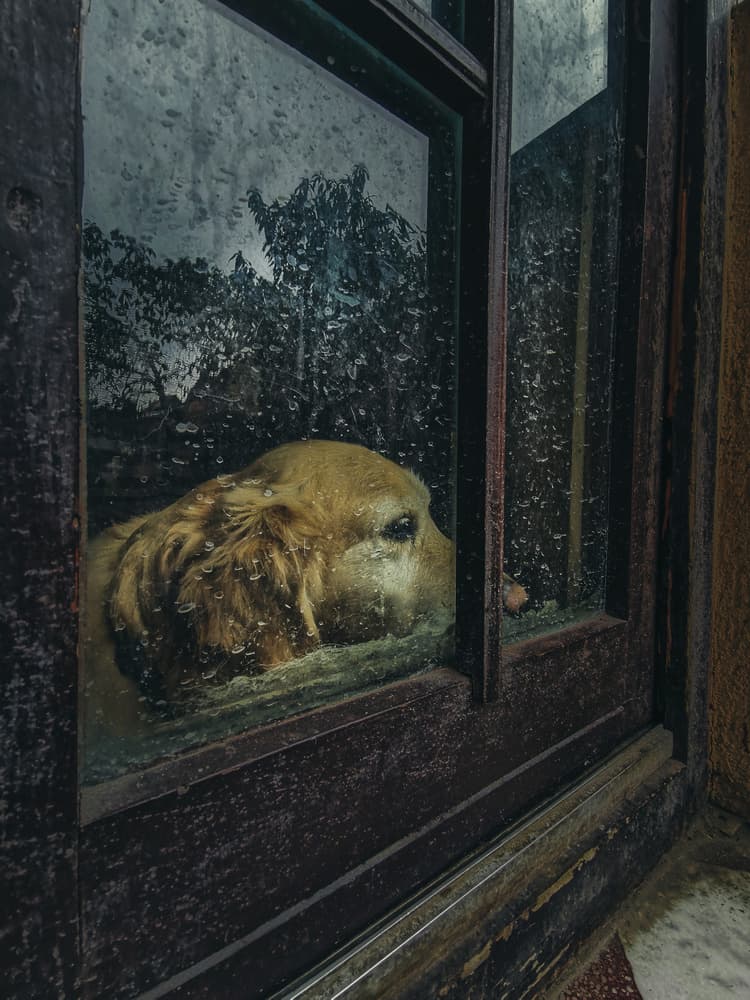 Rainy Day Dog by Koki Jovanovic — canvas wall art