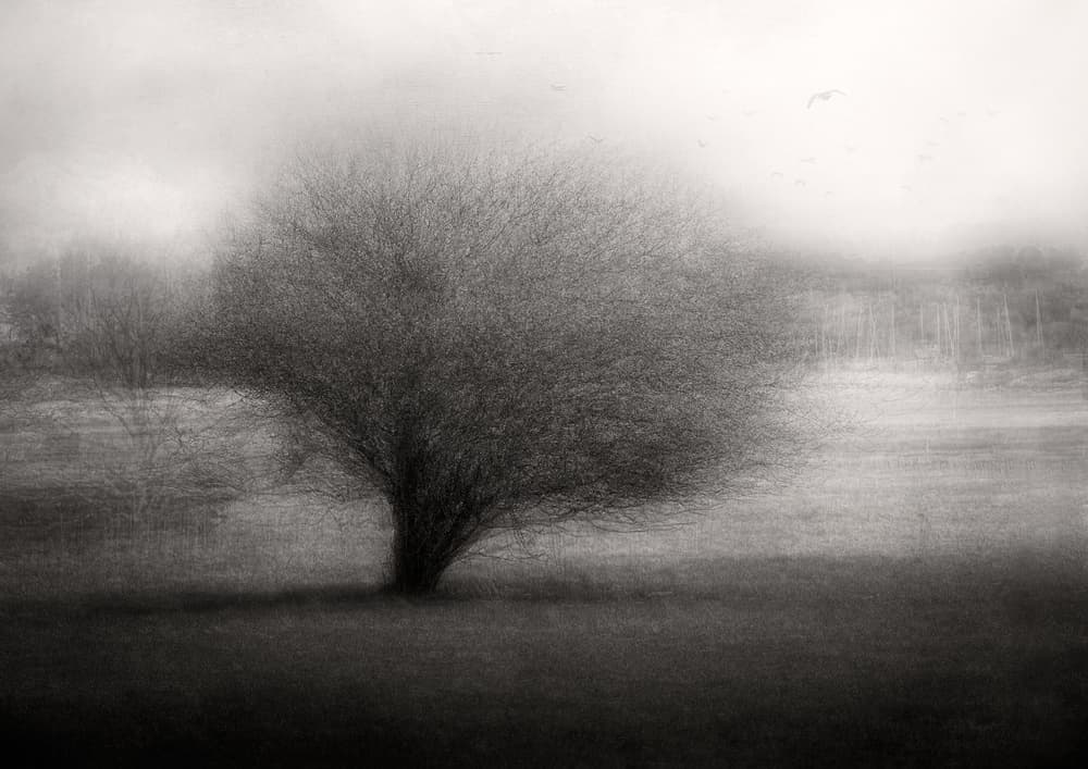 Misty Lone Tree by Katarina Holmström — canvas wall art