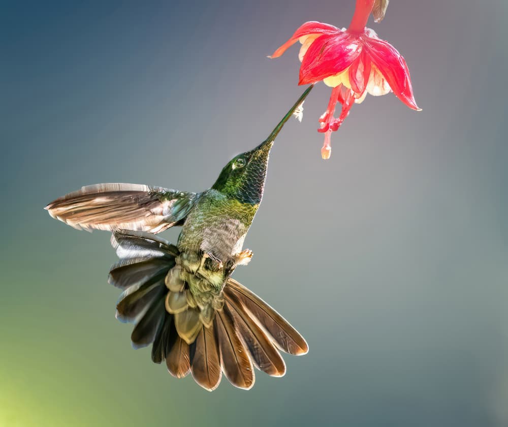 Hummingbird Feeding Fuchsia by Yuan Su — canvas wall art