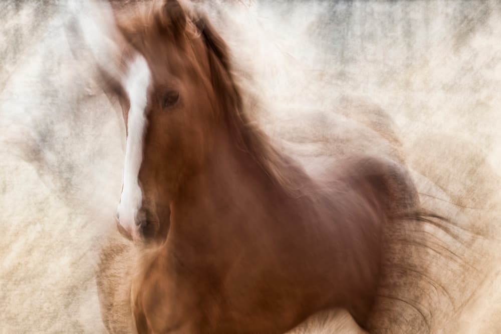 Spirited Horse Motion by Martine Benezech — canvas wall art