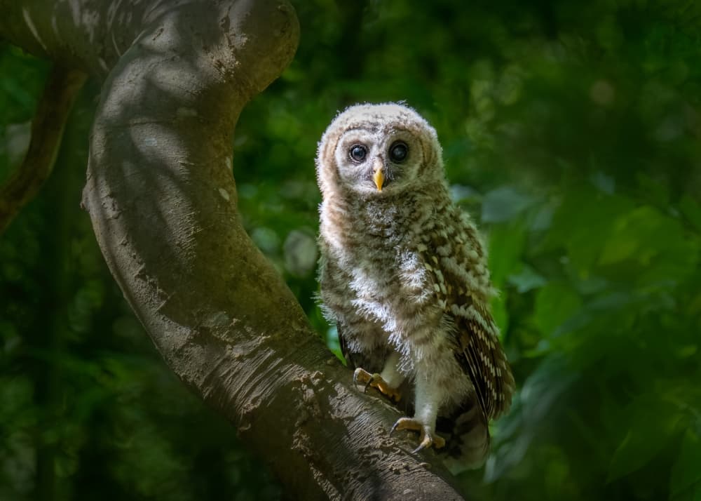 Watchful Forest Owlet by Jianping Yang — canvas wall art