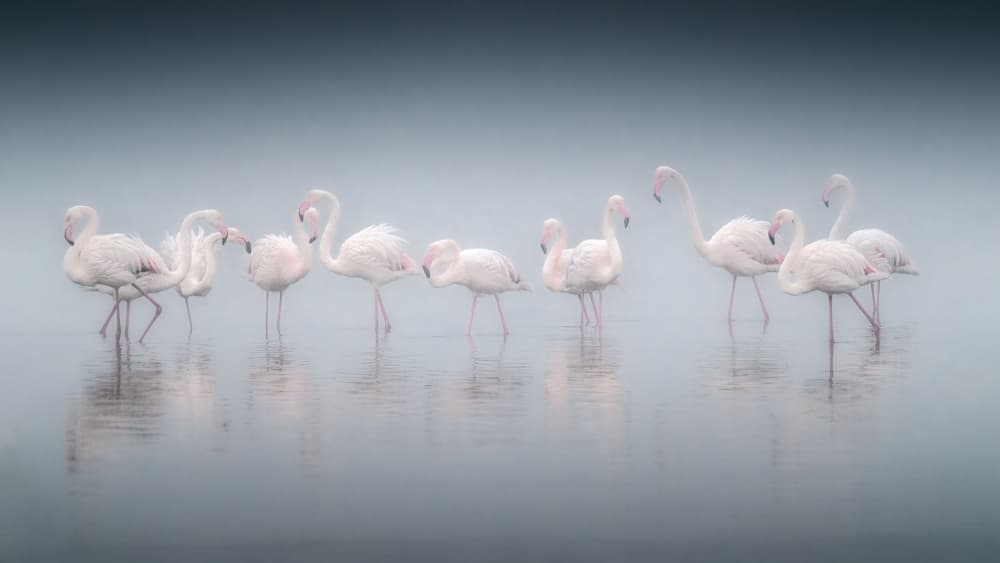 Misty Pink Flamingos by Willa Wei — canvas wall art