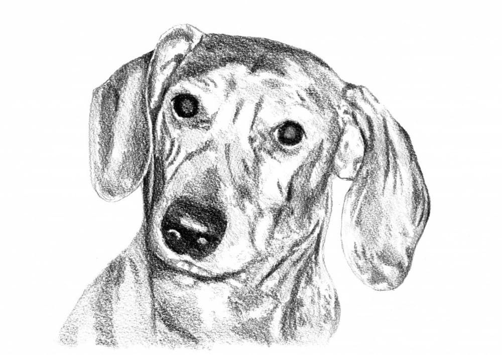 Curious Dachshund Sketch by Kulik — canvas wall art