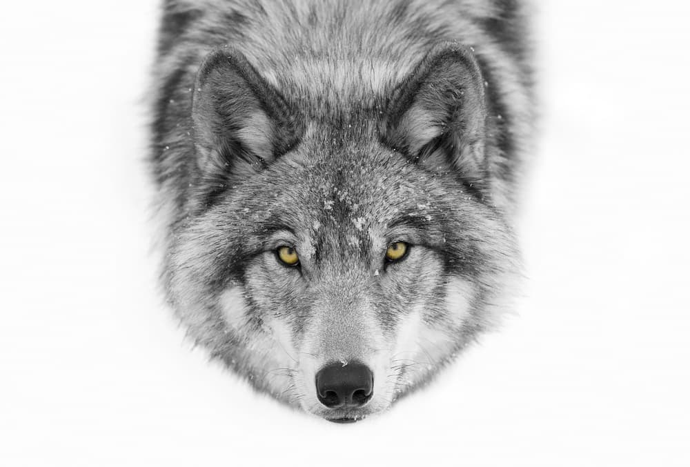 Yellow Eyed Wolf Gaze by Jim Cumming — canvas wall art