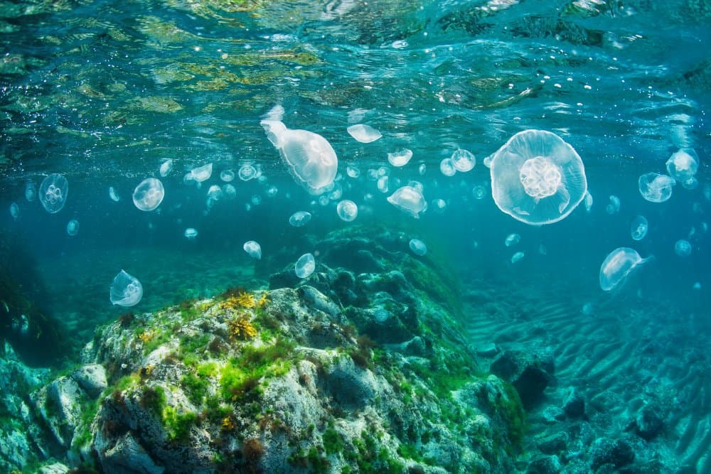 Underwater Jellyfish Swarm by Andrey Narchuk — canvas wall art