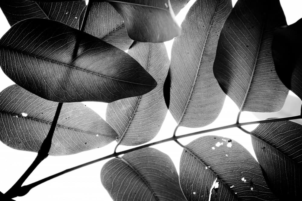 Translucent Leaves by Tal Paz-Fridman — canvas wall art