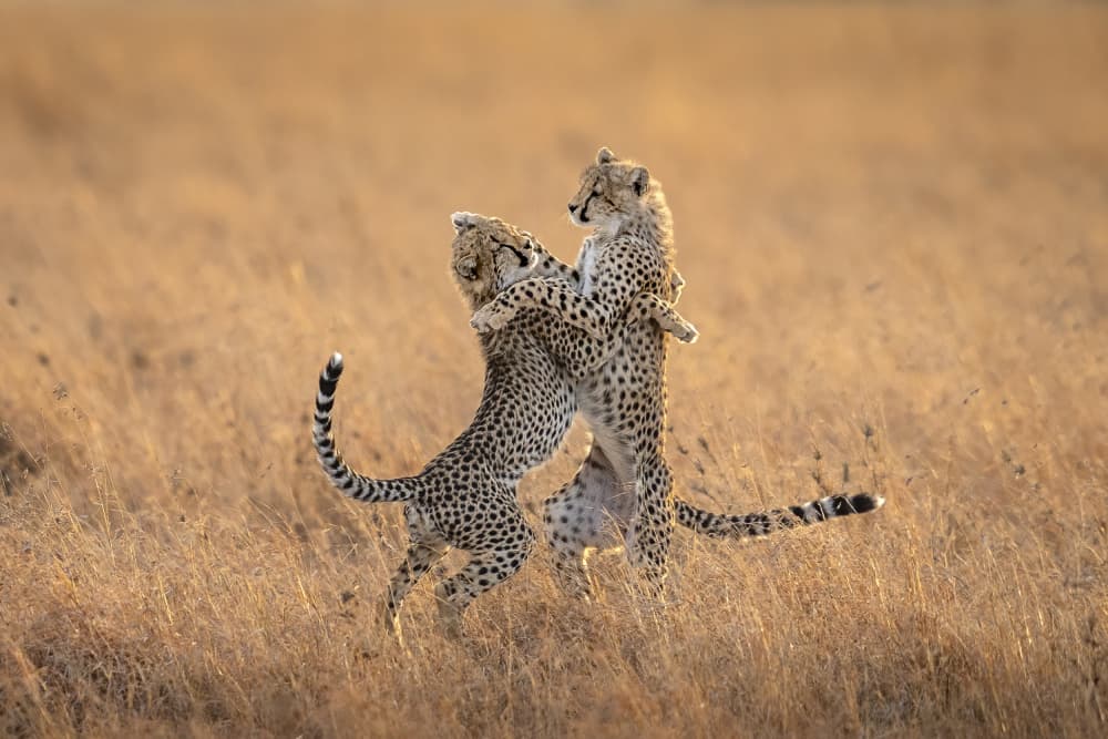 Playful African Cheetahs by Hung Tsui — canvas wall art