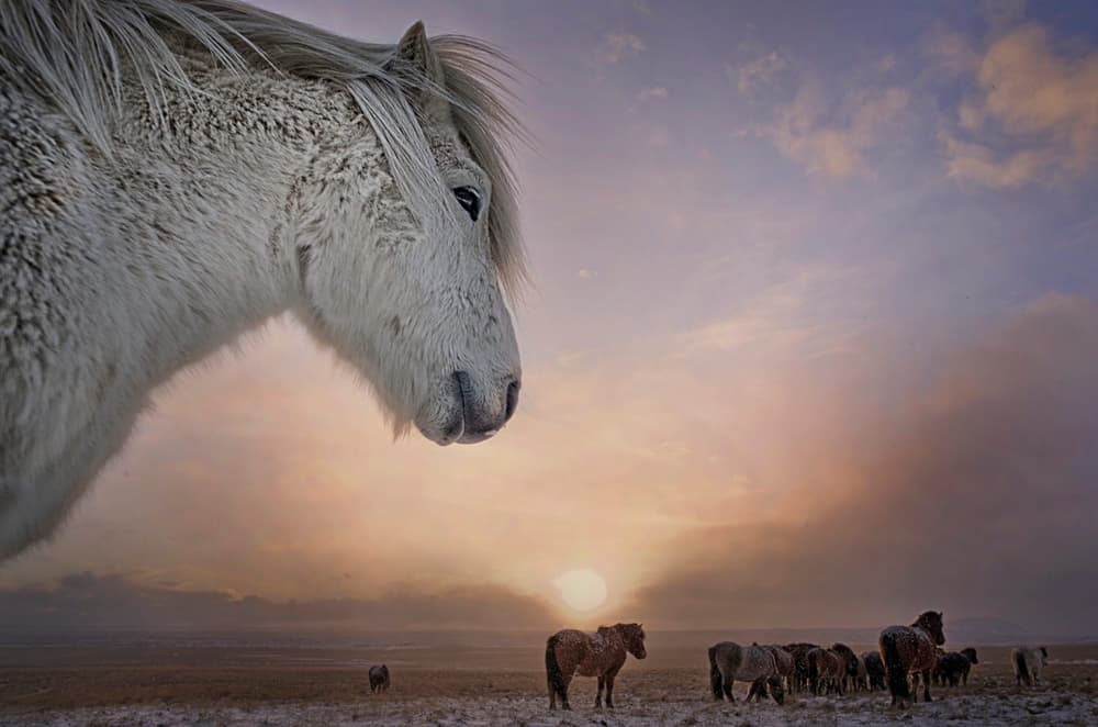 Wild Horses Winter Sunset by John Colbensen — canvas wall art