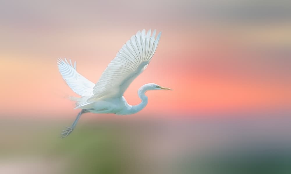 Egret Soaring Sunset by Ling  Lu — canvas wall art