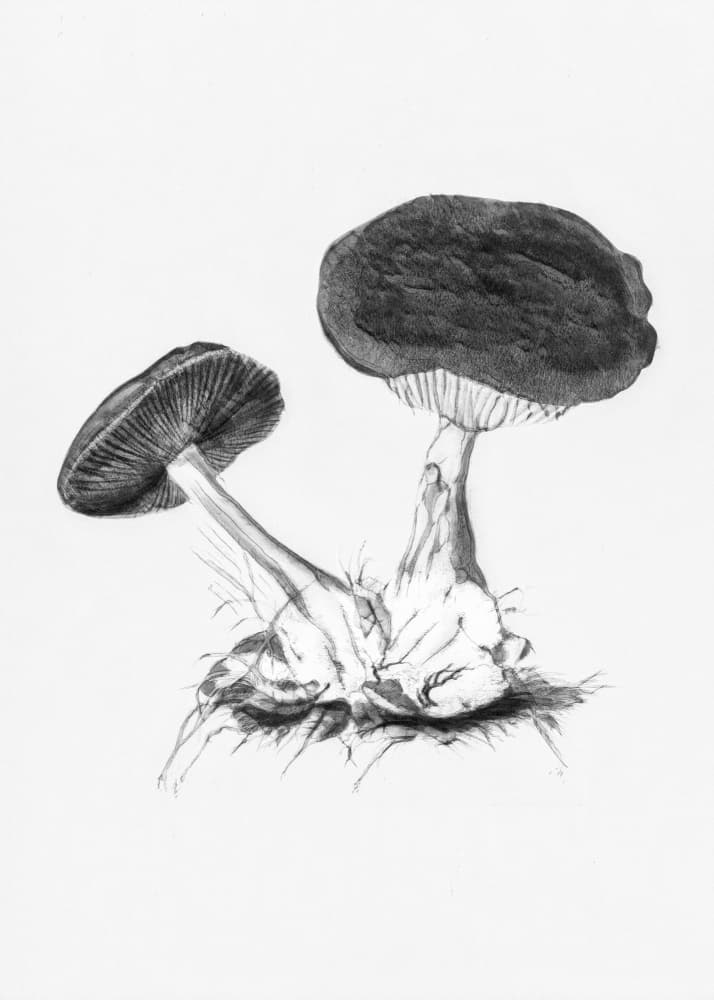 Vintage Violet Webcap Mushroom Bright BW by Biodiversity Heritage Library — canvas wall art