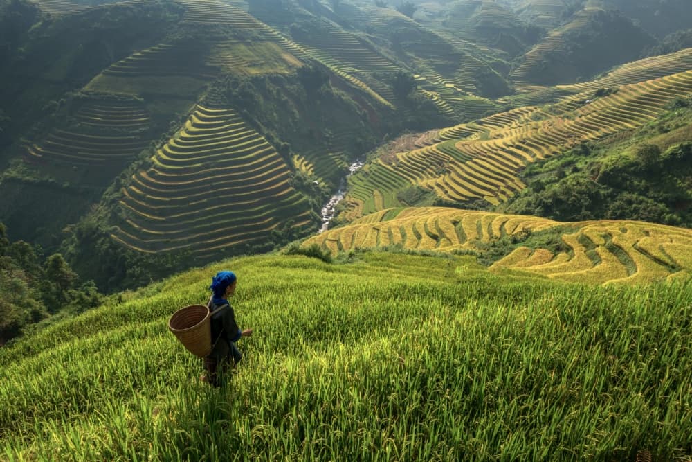 Woman in Rice Terraces by Sarawut Intarob — canvas wall art