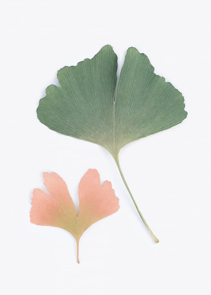 Pastel Ginkgo by Kathrin Pienaar — canvas wall art