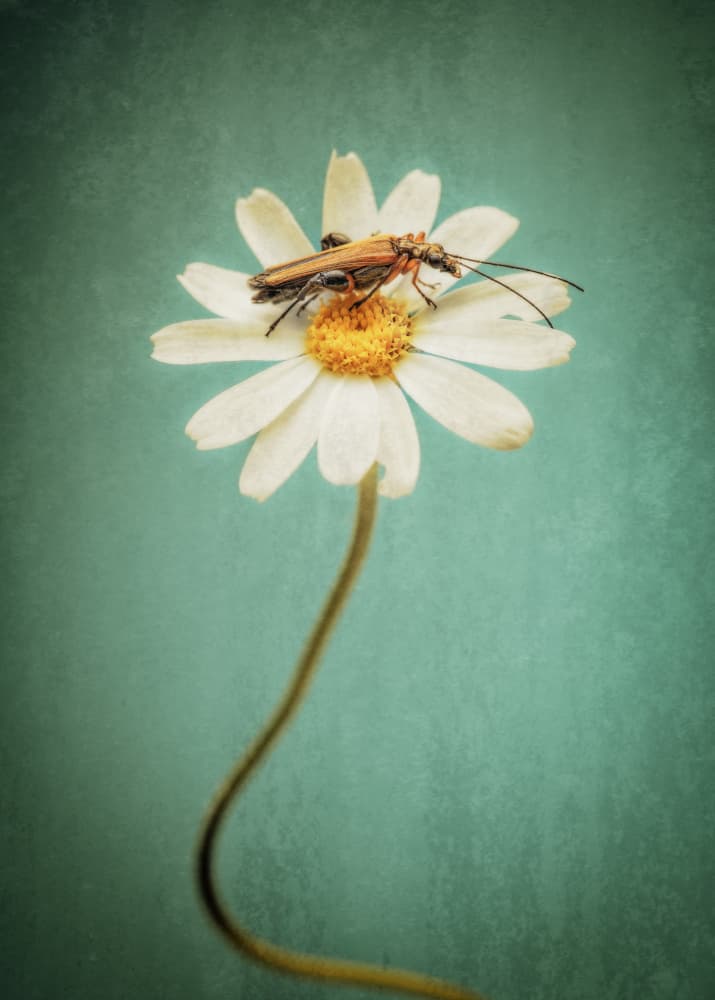 Beetle on Daisy by Rico Cavallo — canvas wall art