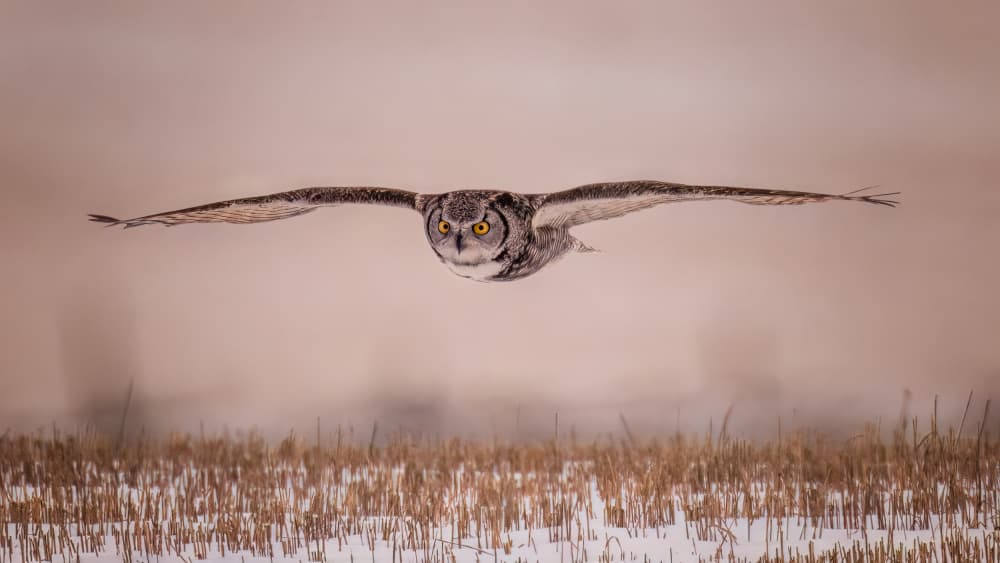 Flying Great Horned Owl by Hanping Xiao — canvas wall art
