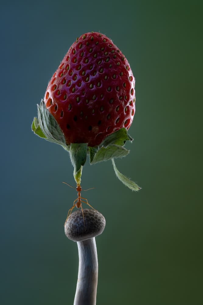 Ant's Strawberry Lift by Lisdiyanto Suhardjo — canvas wall art