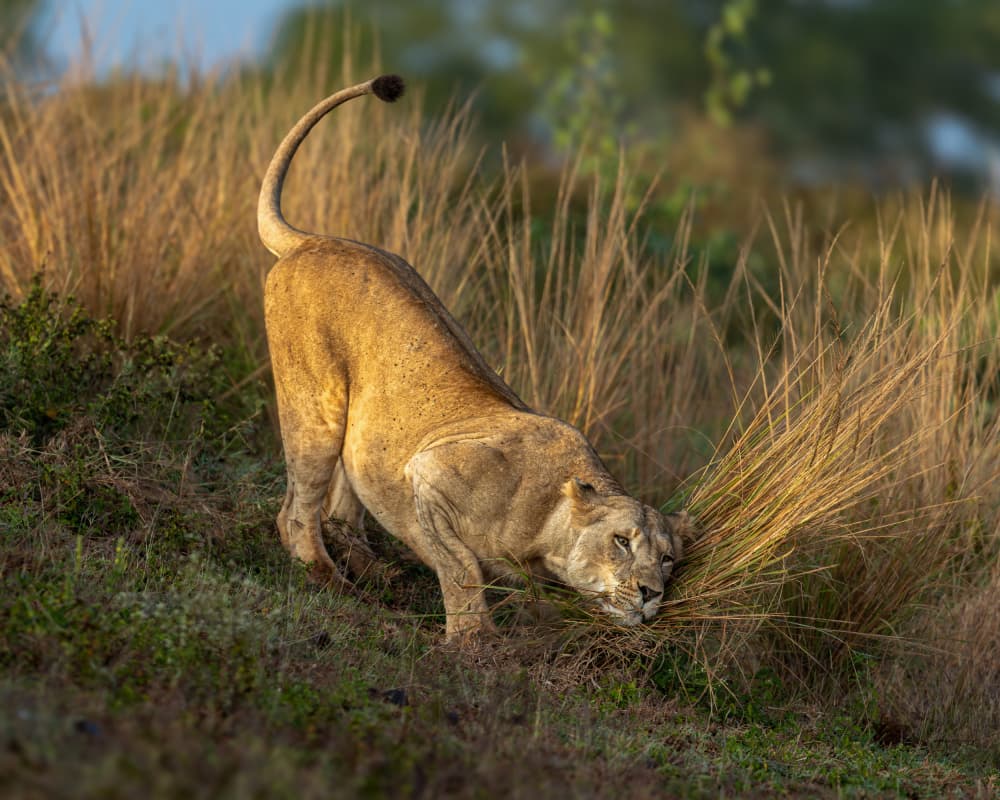 Lioness in Golden Grass by Siyu_Wei APA — canvas wall art