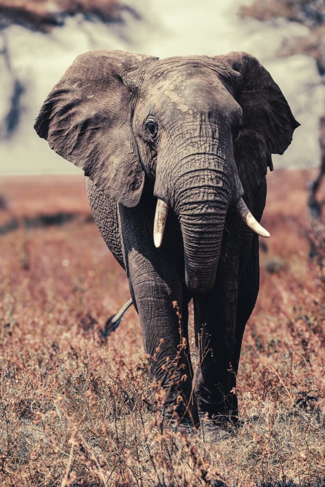 African Elephant Safari by Andrea Auf dem Brinke — canvas wall art