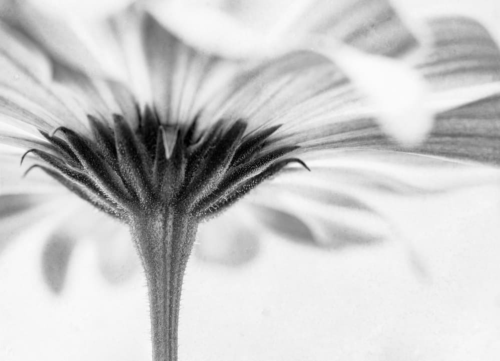 Underneath The Bloom by Corinna van der Ven — canvas wall art